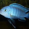 PSEUDOTROPHEUS SOCOLOFI
