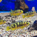PSEUDOTROPHEUS CRABRO
