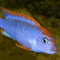 PSEUDOTROPHEUS RED TOP NDUMBI 5-6CM