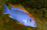 PSEUDOTROPHEUS RED TOP NDUMBI 5-6CM