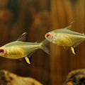 HYPHESSOBRYCON PULCHRIPINNIS - LEMON TETRA