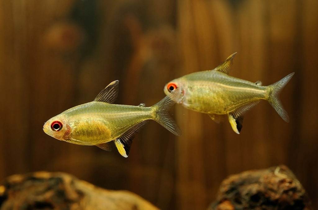 HYPHESSOBRYCON PULCHRIPINNIS - LEMON TETRA