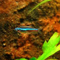 PARACHEIRODON SIMULANS