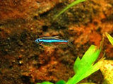 PARACHEIRODON SIMULANS