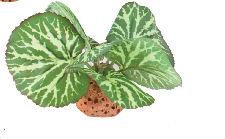 BluBios - Pianta Sintetica Dekor Oasi