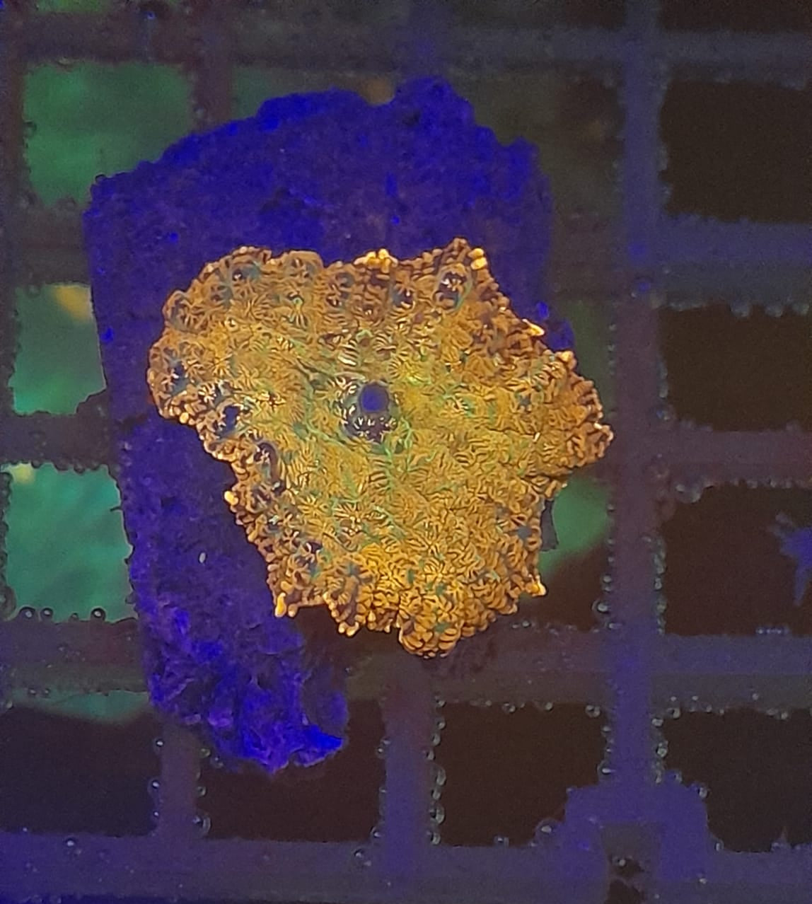 RHODACTIS DISCOSOMA MULTICOLOR  PREZZO PER FUNGO