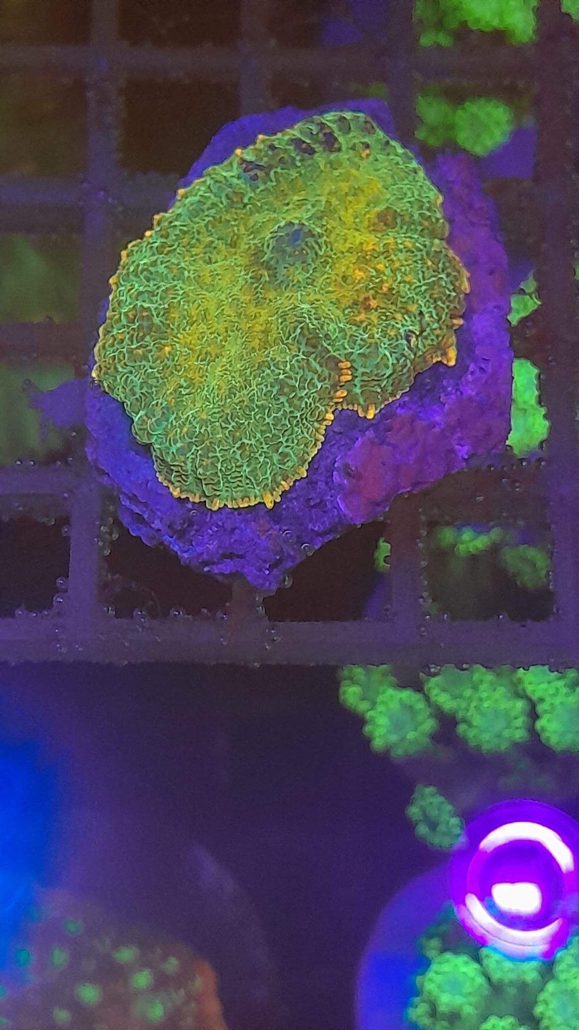 RHODACTIS DISCOSOMA MULTICOLOR  PREZZO PER FUNGO