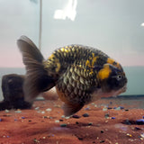 RANCHU METALLIC DRAGON SCALE SILVER 7-8CM
