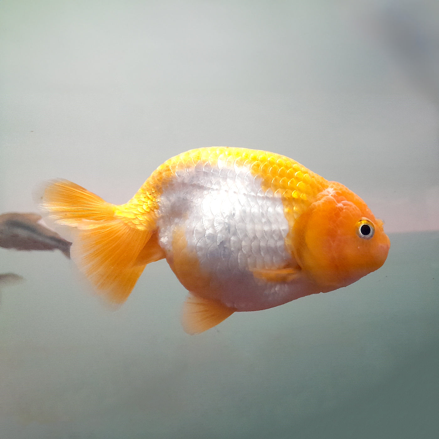 RANCHU RED-WHITE