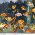 RANCHU SMALL 4-6CM