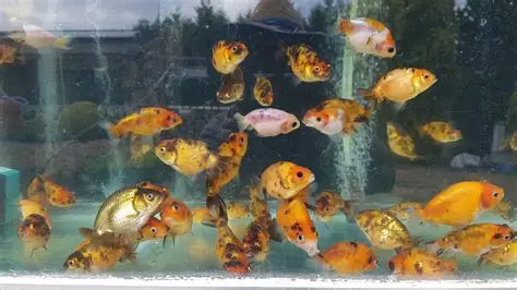 RANCHU SMALL 4-6CM