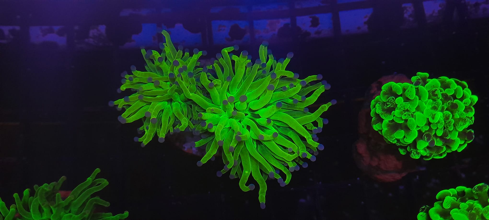 EUPHYLLIA GLABRESCENS RAPUNZEL 2 BOCCHE - RARITA' WYSIWYG
