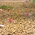 CARIDINA RED CRYSTAL