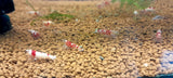 CARIDINA RED CRYSTAL
