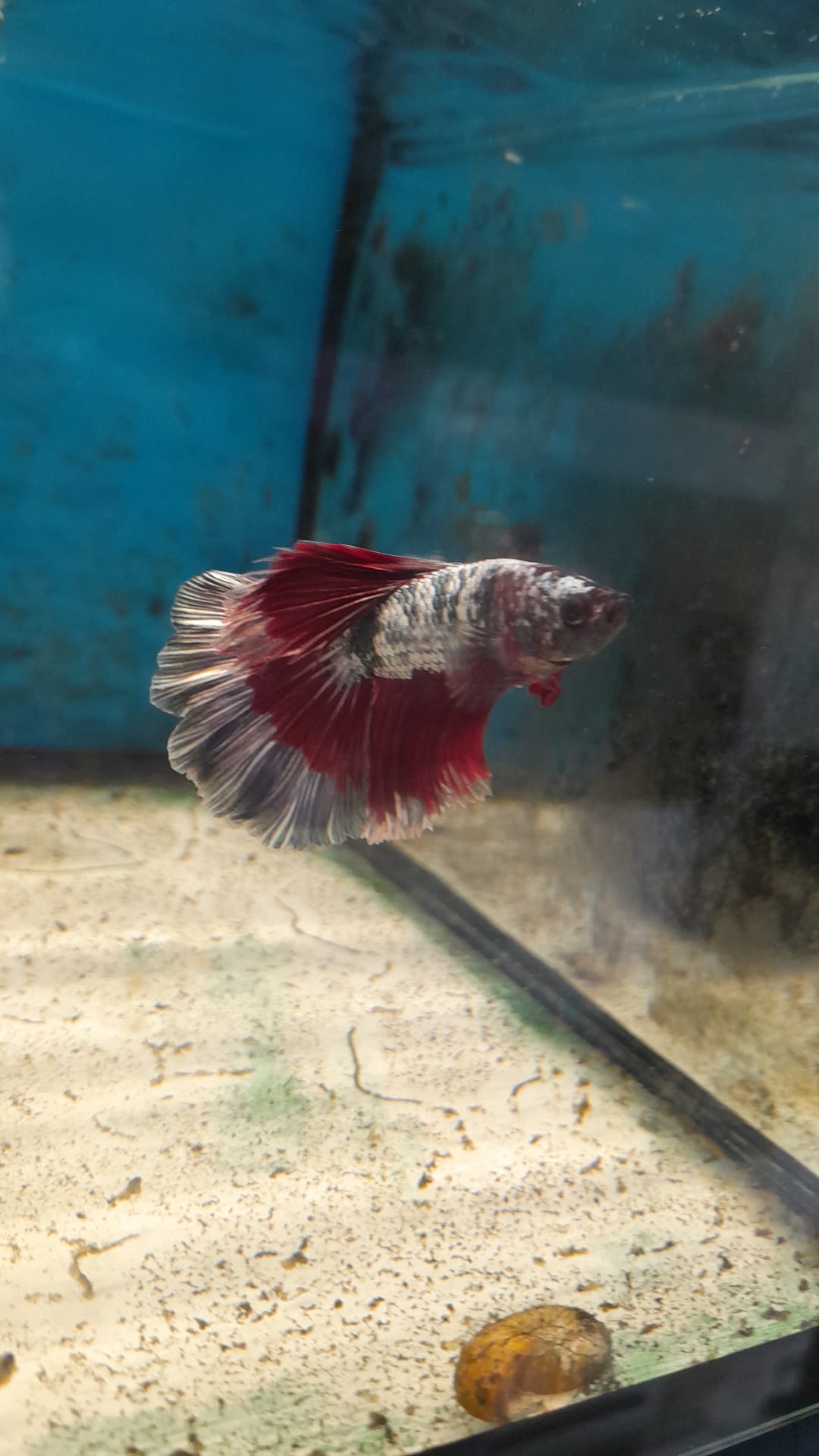 6- BETTA RED-WHITE