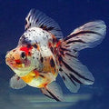 ORANDA RIUKIN CALICO 10-15CM