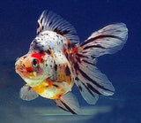 ORANDA RIUKIN CALICO 10-15CM