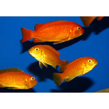 PSEUDOTROPHEUS SAULOSI RED CORAL