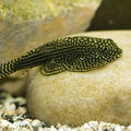 SEWELLIA LINOLEATA