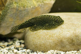 SEWELLIA LINOLEATA