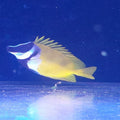 SIGANUS VULPINUS - LO VOLPINO
