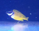 SIGANUS VULPINUS - LO VOLPINO