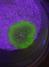STICHODACTYLA TAPETUM COLORED (MINI CARPET ANEMONE)