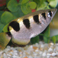 TOXOTES JACULATRIX
