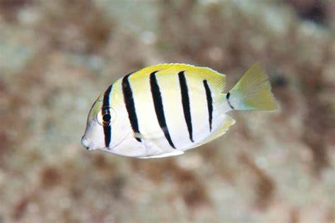 ACANTHURUS TRIOSTEGUS