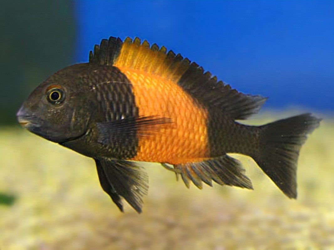 TROPHEUS MBEMBA ORANGE