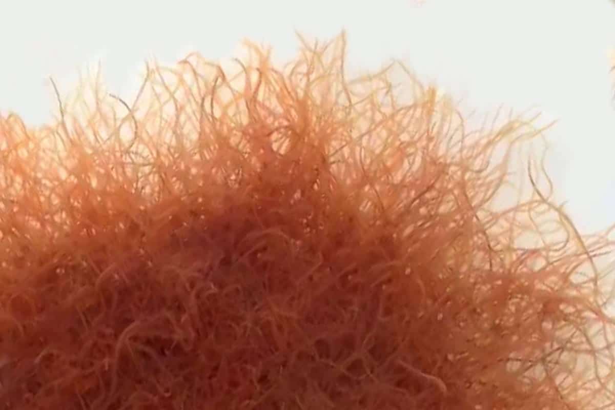 Cibo Vivo Tubifex confezione da 40ml - tubifex vivi