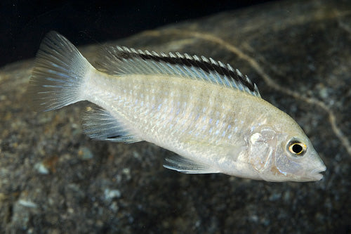 LABIDOCHROMIS SP.