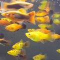 XIPHOPHORUS MACULATUS