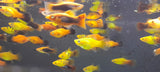 XIPHOPHORUS MACULATUS