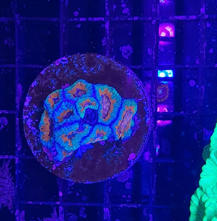 ACANTHASTREA LORDHOWENSIS (RED)