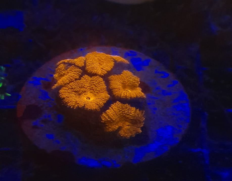ACANTHASTREA LORDHOWENSIS (RED)
