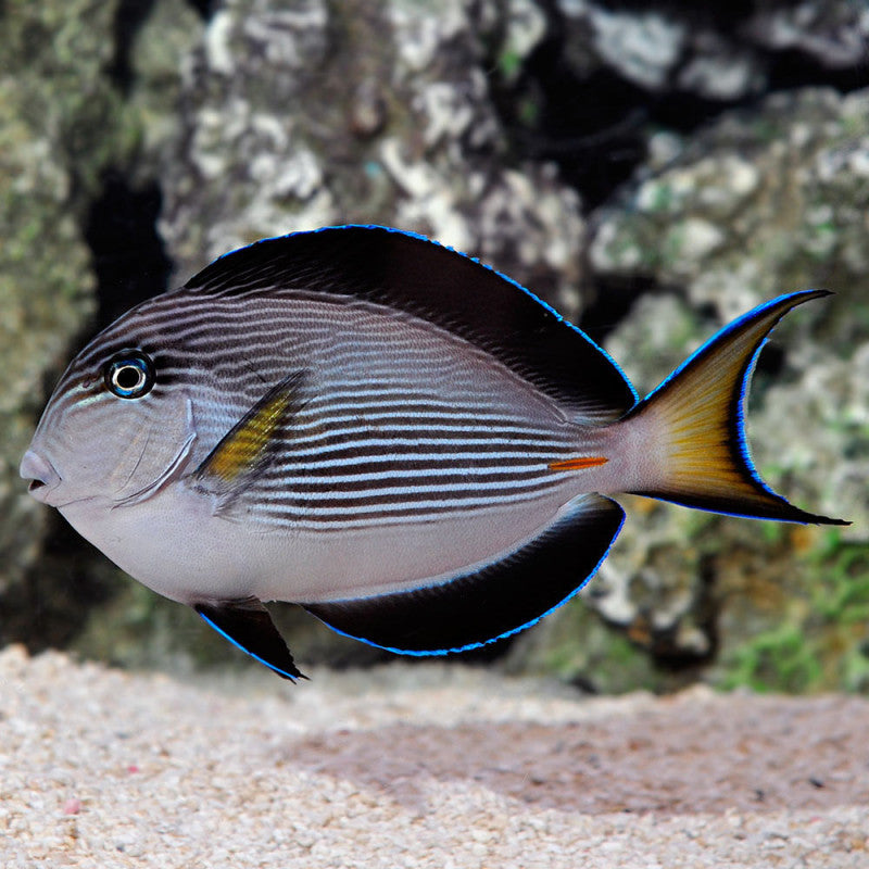 ACANTHURUS SOHAL JUVANILE