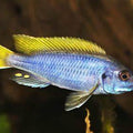 PSEUDOTROPHEUS ACEI
