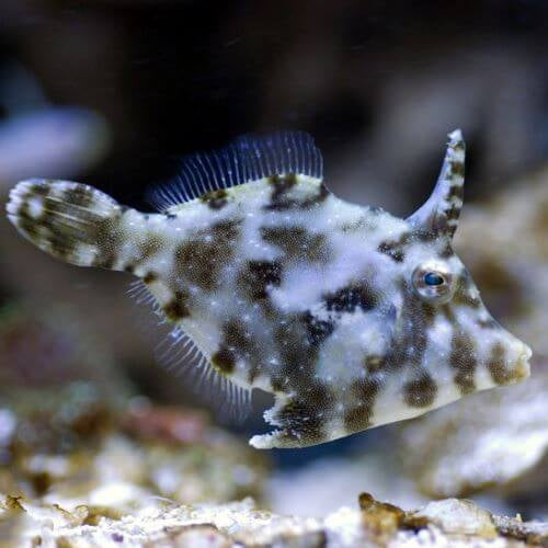 ACREICHTHYS TOMENTOSUS