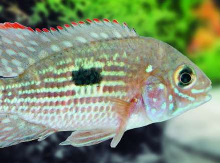 AEQUIDENS RIVULATUS - GREEN TERROR small