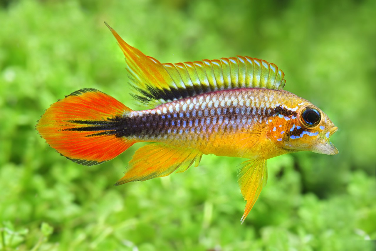 APISTOGRAMMA SP