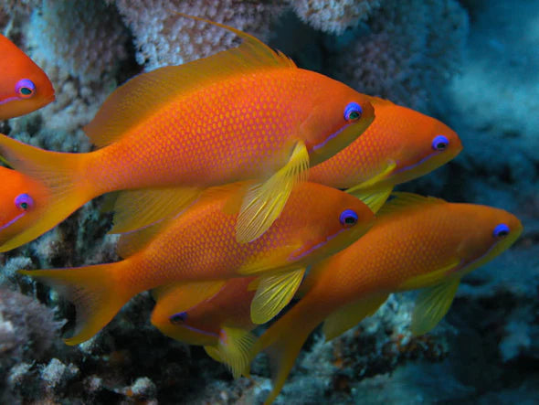 ANTHIAS SQUAMIPINNIS