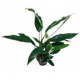 AQUAFLEUR PIANTE - ANUBIAS LANCEOLATA
