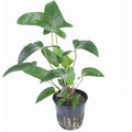 TROPLANT - ANUBIAS GRACILIS