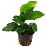 AQUAFLEUR PIANTE - ANUBIAS BARTERI VAR. NANA