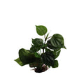 BluBios - Pianta sintetica Replica Anubias