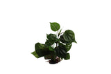BluBios - Pianta sintetica Replica Anubias
