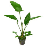 AQUAFLEUR PIANTE - ANUBIAS HASTIFOLIA