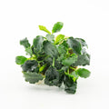DENNERLE PLANTS - ANUBIAS NANA MINI KIRIN