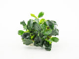 DENNERLE PLANTS - ANUBIAS NANA MINI KIRIN